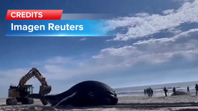 A dead whale appears on the coast of New York