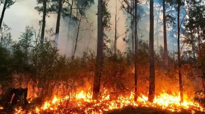 El bosque protector - Impacto Ambiental - Incendios forestales