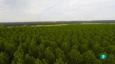 El bosque protector - Choperas