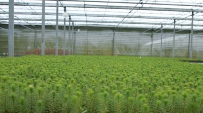 El bosque protector - Repoblaciones. El bosque artificial