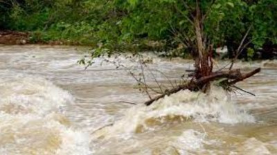 El bosque protector - Saldaña. Restauración del Carrión